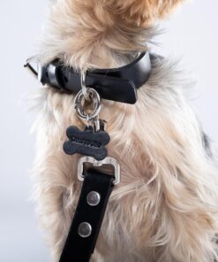 Premium Dog Collar Set – Stylish & Durable