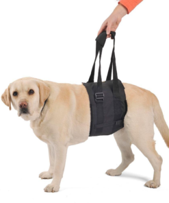 Support & Mobility